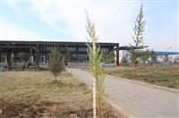 Bismil Devlet Hastanesi bahçesine 600 fidan dikildi. haber 2